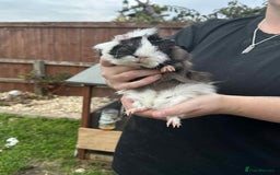 Guinea Pig rodents for sale: Male guinea pig  - Image 2