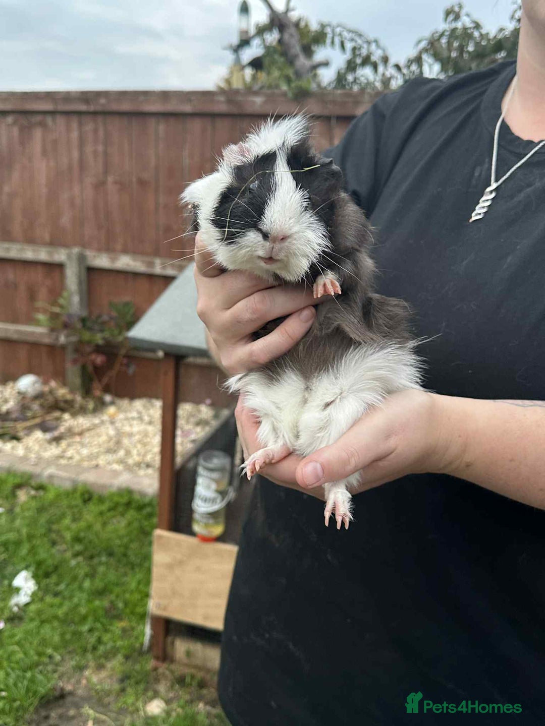 Guinea Pig rodents for sale: Male guinea pig  - Image 2