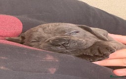 Cane Corso dogs for sale: Beautiful Cane Corso puppies for sale  - Image 19