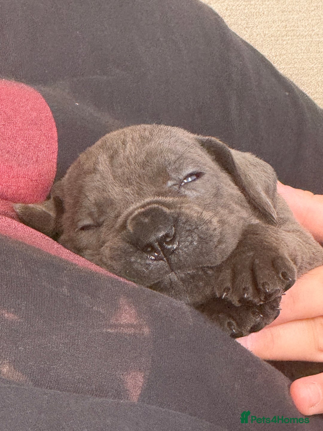Cane Corso dogs for sale: Beautiful Cane Corso puppies for sale  - Image 19