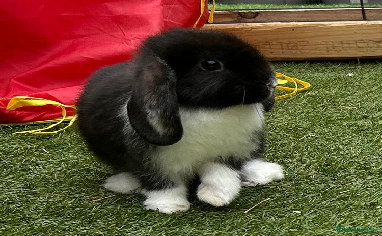 Mini Lop rabbits - Advert 4