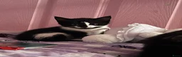 Mixed Breed cats for sale: Two beautiful female kittens in Rickmansworth - Advert 3