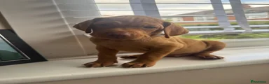 Hungarian Vizsla Puppy - Grey