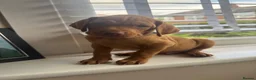 Hungarian Vizsla dogs for sale: KC Registered Hungarian Viszla litter  - Advert 26