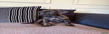 Mixed Breed 2