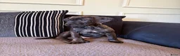 Mixed Breed dogs for sale: 🐾 Rhodesian Ridgeback x Bull Lurcher Puppies 🐾 - Advert 12