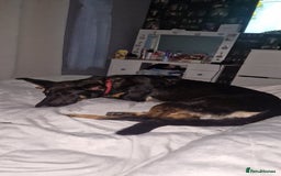 Mixed Breed dogs for sale: Winnie - Image 2