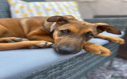Mixed Breed dogs for sale: Rhaenyra for rehoming - Image 3