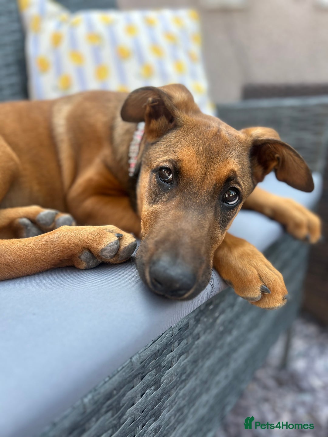 Mixed Breed dogs for sale: Rhaenyra for rehoming - Image 3