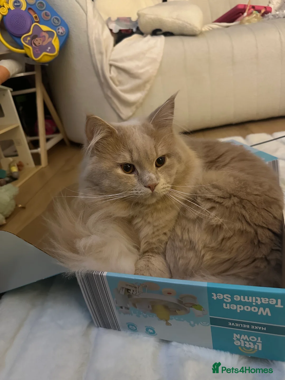 Mixed Breed cats for sale: British Short Hair x Maine Coone in Stoke-on-Trent - Advert 7