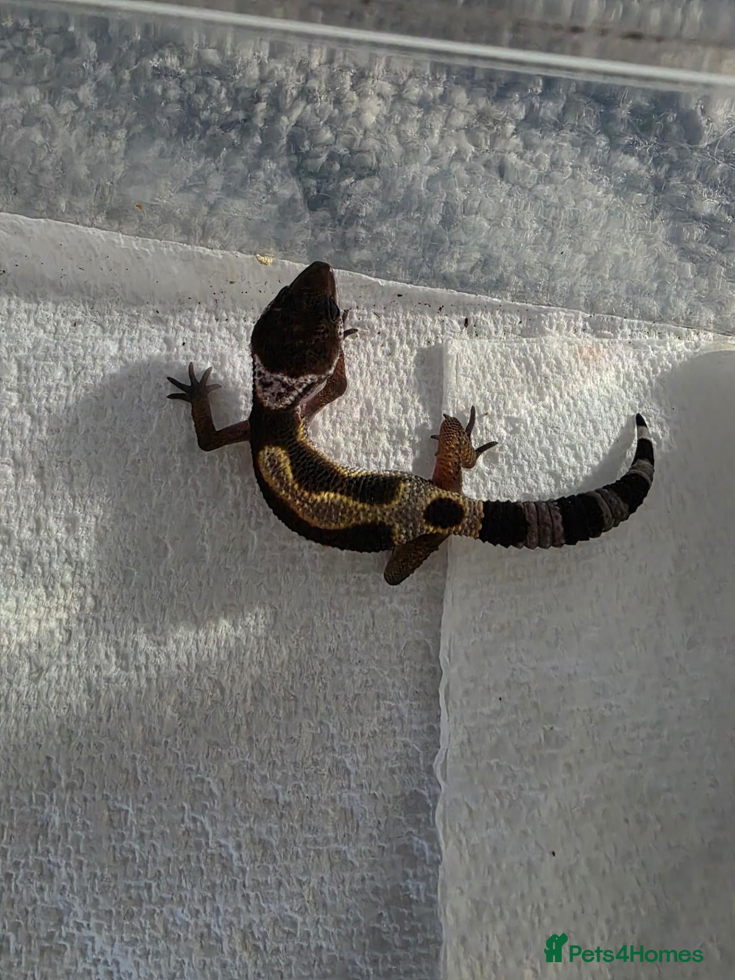 Gecko reptiles Lepord gekos black night x tangerine babys - Advert 1