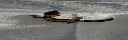 Gecko reptiles for sale: Lepord gekos black night x tangerine babys in Tiverton - Advert 1