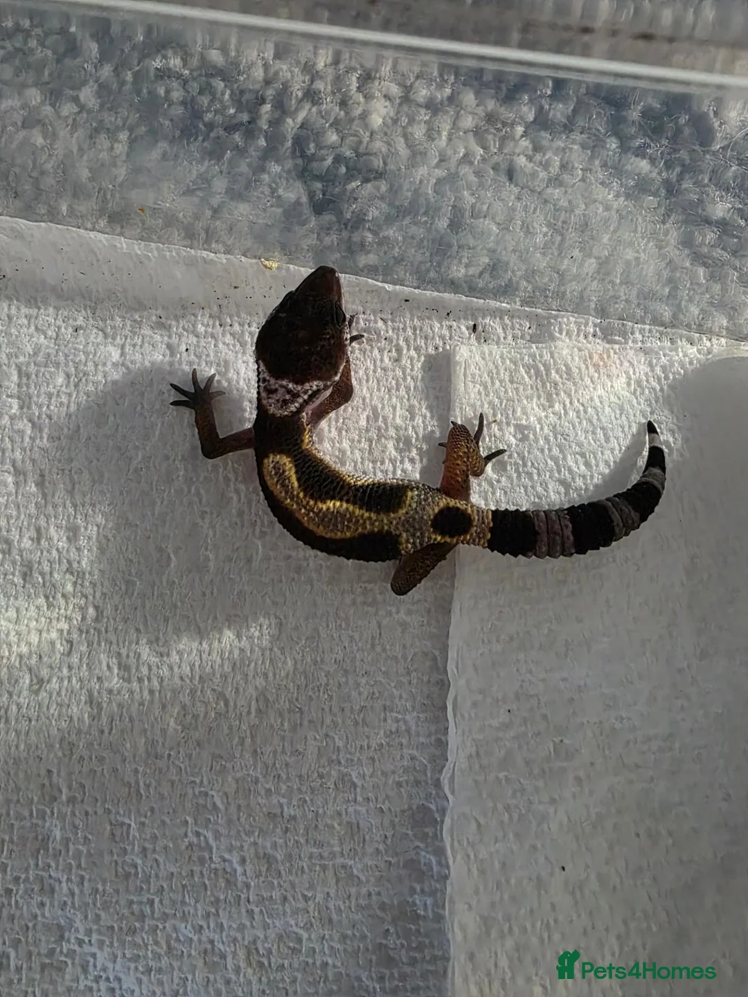 Gecko reptiles for sale: Lepord gekos black night x tangerine babys in Tiverton - Advert 1