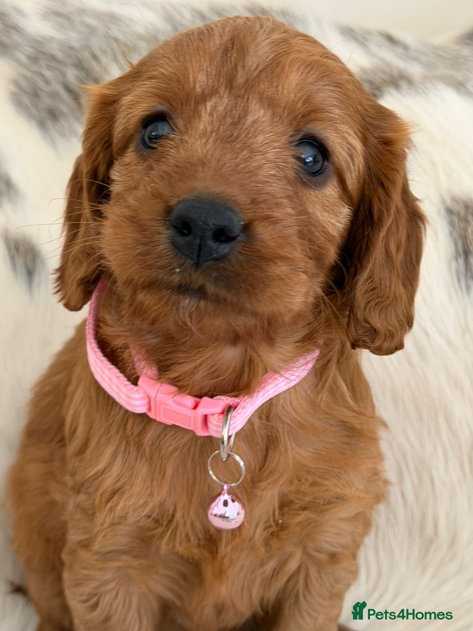 Cockapoo dogs Adorable F1 Cockapoo Puppies - Advert 1