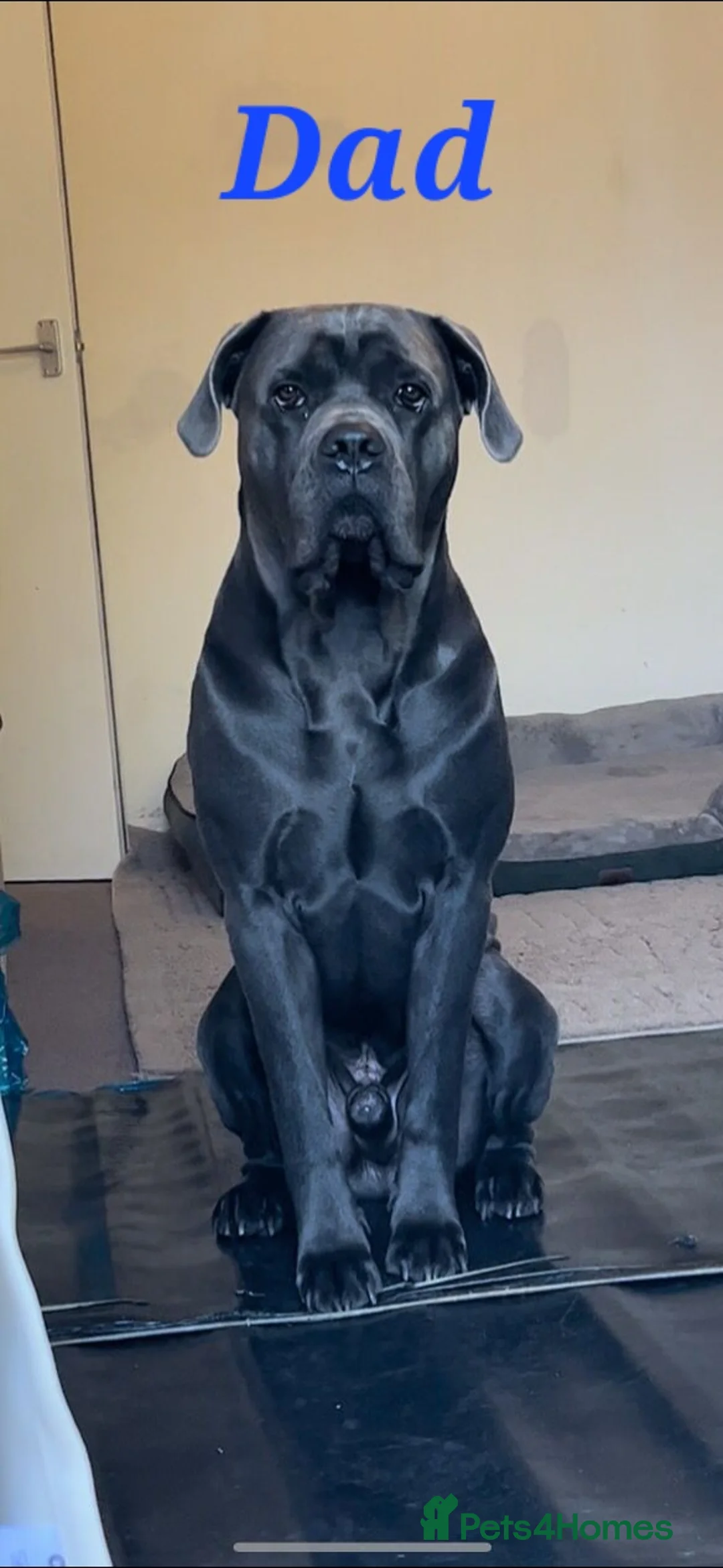Cane Corso dogs for sale: Stunning 4th Generation Cane Corse Pups  - Advert 5