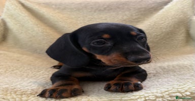 Dachshund dogs - Advert 1