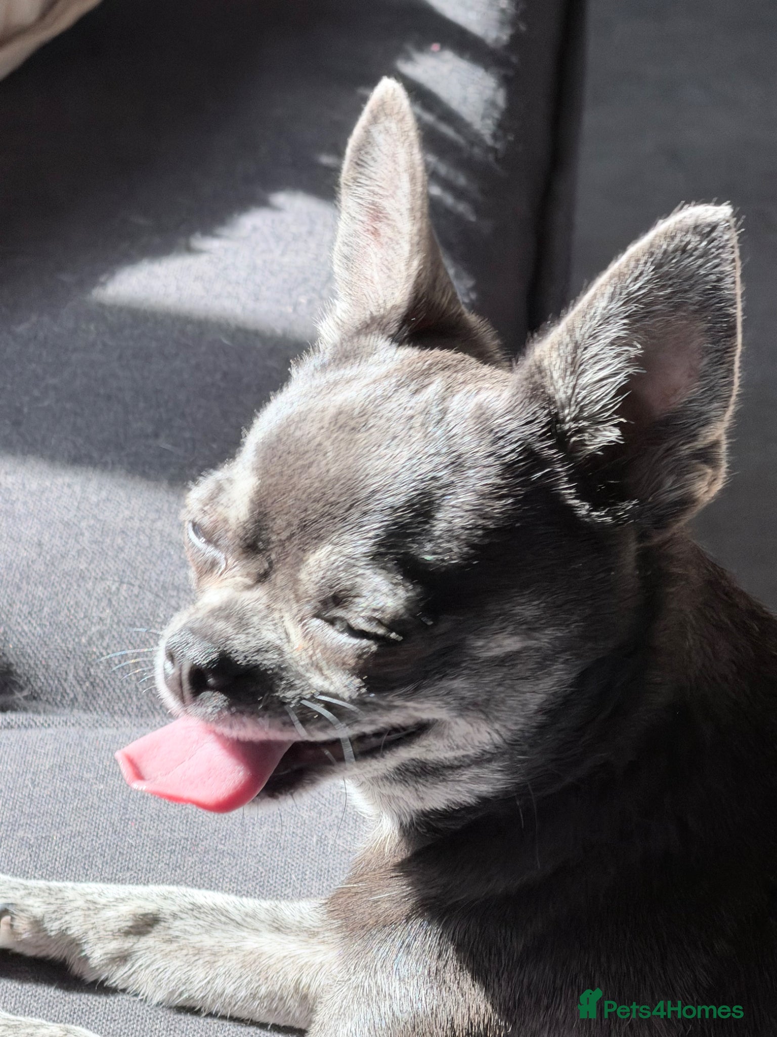 Chihuahua dogs Two chihuahua girls (REHOME) - Advert 1