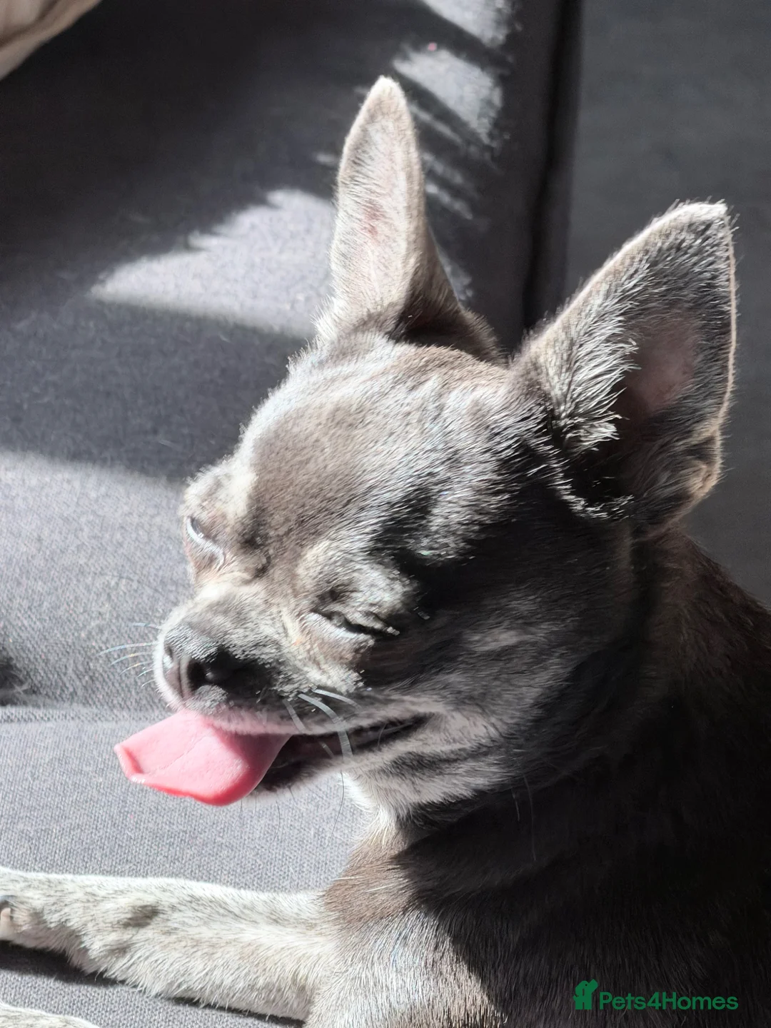 Chihuahua dogs for sale: Two chihuahua girls (REHOME) - Advert 1