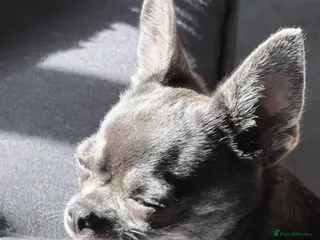 Chihuahua dogs Two chihuahua girls (REHOME) - Advert 1