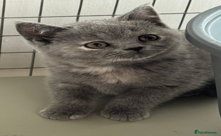 British Shorthair cats for sale - Advert 1