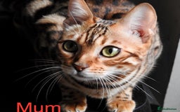 Bengal cats for sale: 6 Gorgeous Bengals kittens ready for reservation  - Image 24