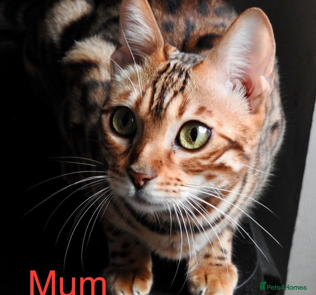 Bengal cats for sale: 6 Gorgeous Bengals kittens ready for reservation  - Image 24