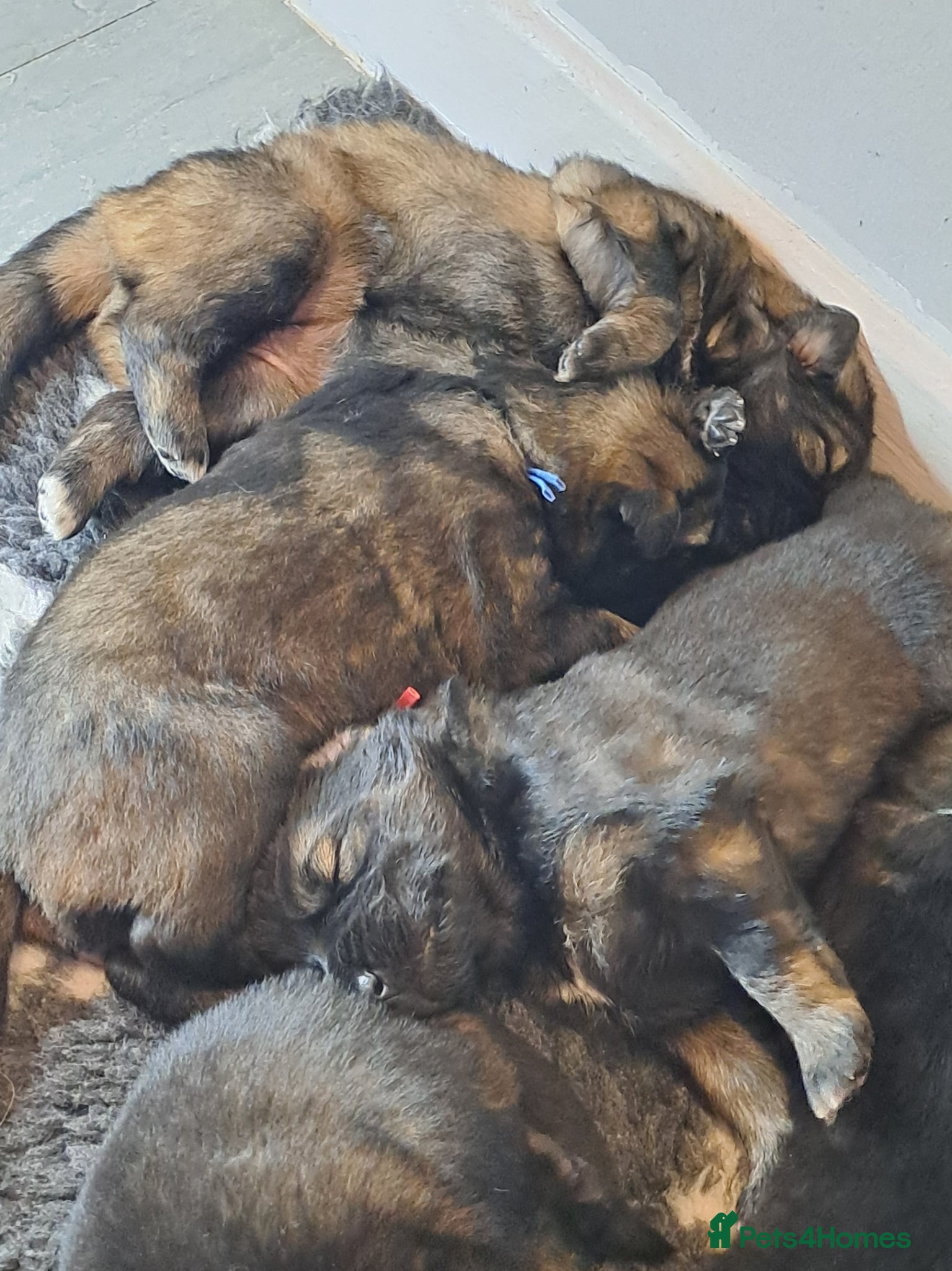 German Shepherd dogs German Shepherd straight back working line  - Advert 8