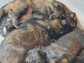 German Shepherd dogs German Shepherd straight back working line - Advert 12