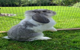 Mini Lop rabbits for sale: Beautiful baby  mini lops bunny’s  in Taunton - Image 6