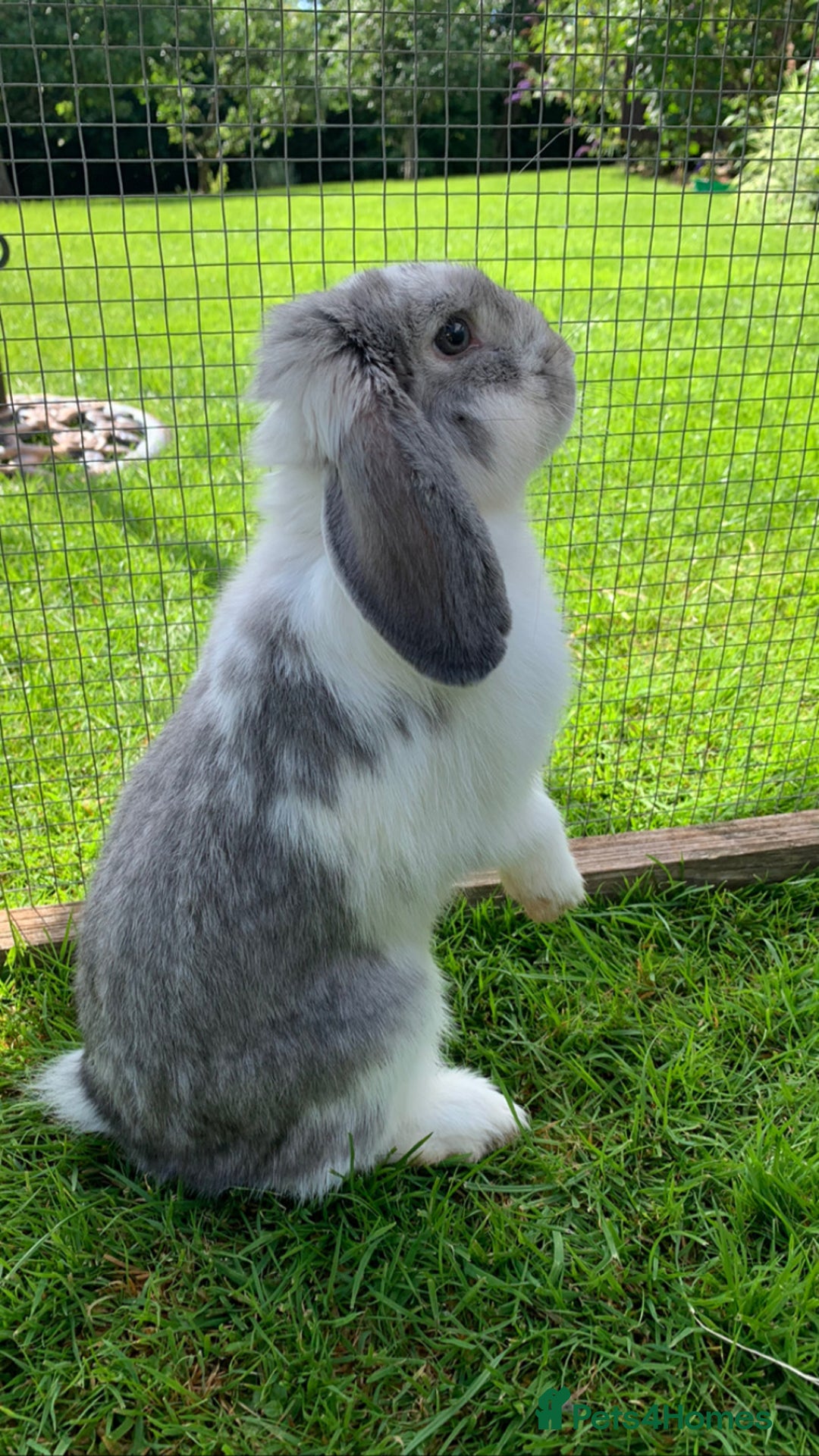 Mini Lop rabbits for sale: Beautiful baby  mini lops bunny’s  in Taunton - Image 6