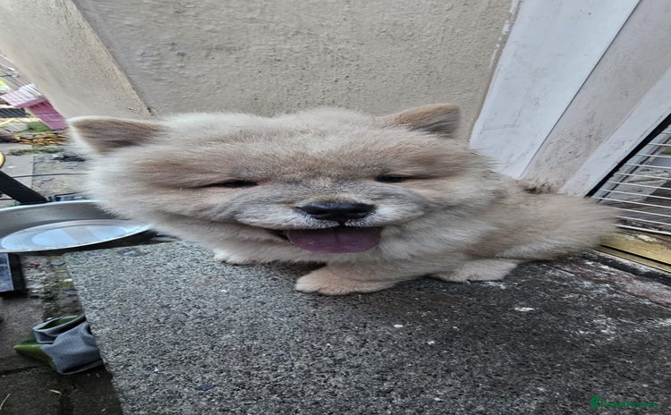 Chow Chow dogs - Advert 4