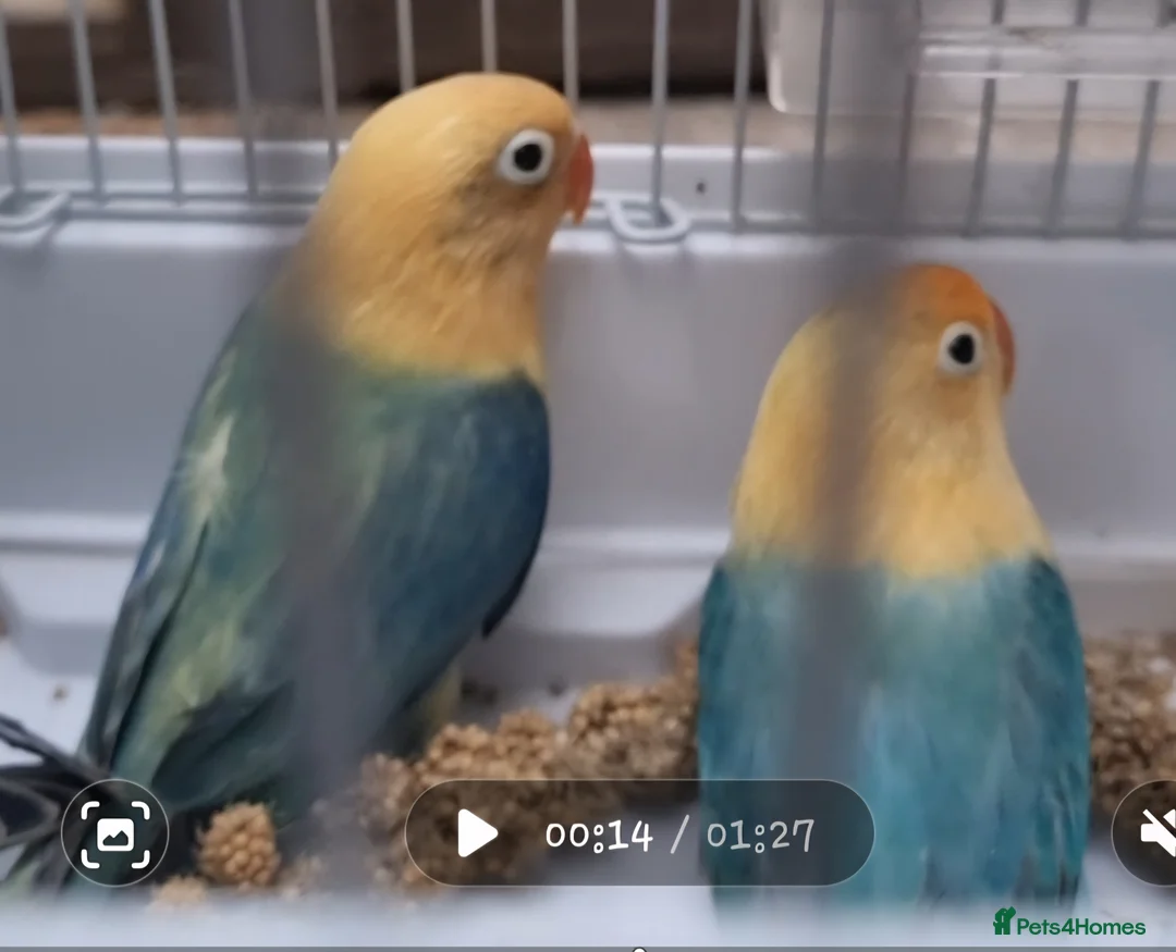 Lovebirds birds for sale: AQUA B1 OPALINE  ficshers  - Advert 13