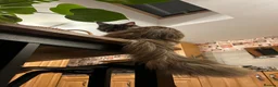 Maine Coon cats for sale: Tica Main Coon Kittens - Advert 17
