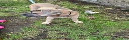 Mixed Breed dogs for sale: 🐶 BEAUTIFUL CANE CORSO x BANDOG FEMALE PUPPY 🐶 - Advert 6