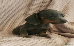 Miniature Dachshund dogs for sale: Beautiful miniature dachshund  - Image 1