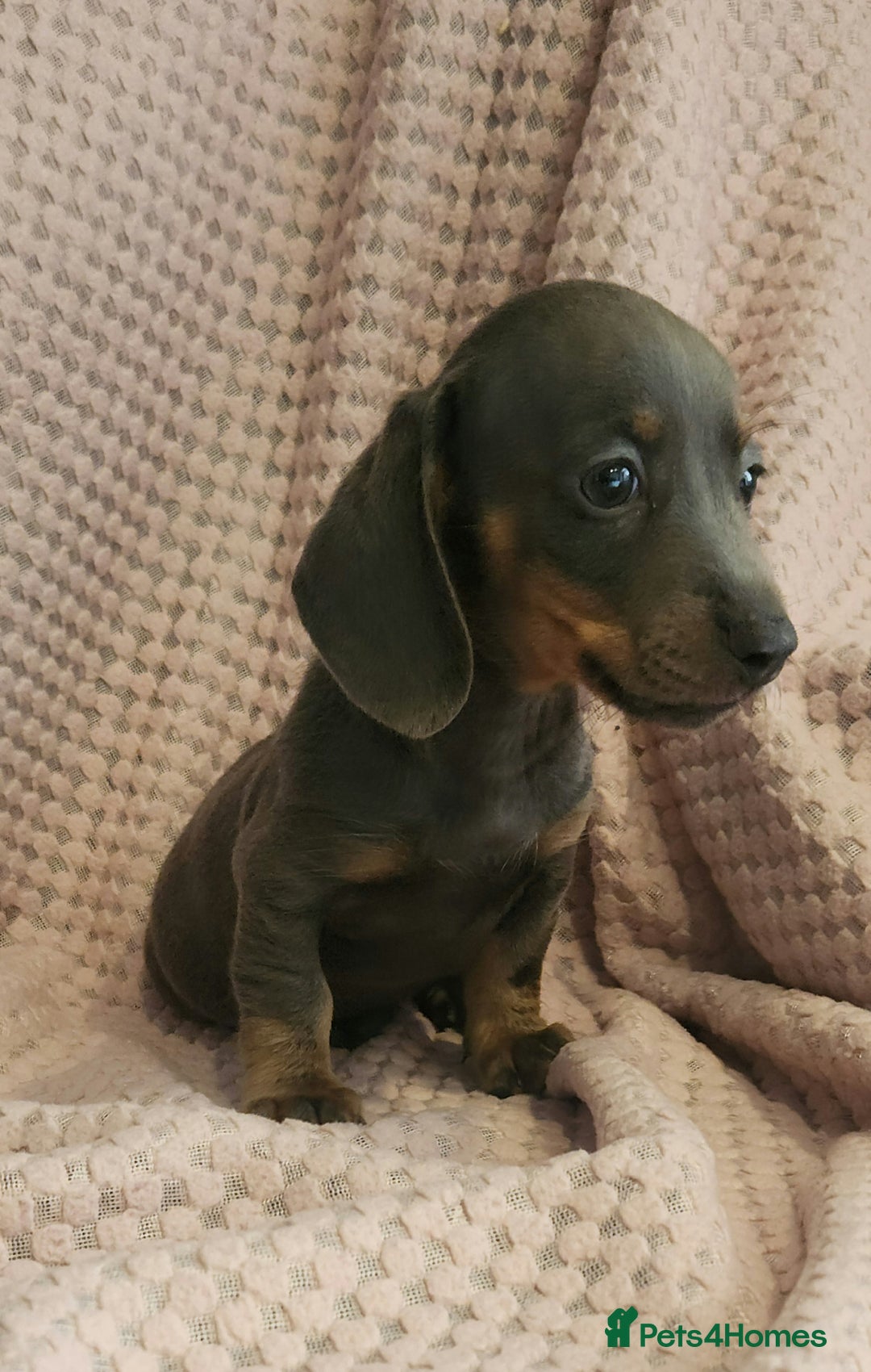 Miniature Dachshund dogs for sale: Beautiful miniature dachshund  - Image 1