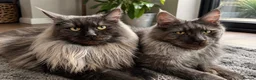 Maine Coon cats for sale: Black Smoke TICA Maine Coons - Advert 13