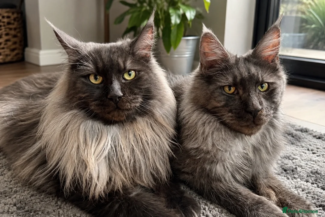 Maine Coon cats for sale: Black Smoke TICA Maine Coons - Advert 13
