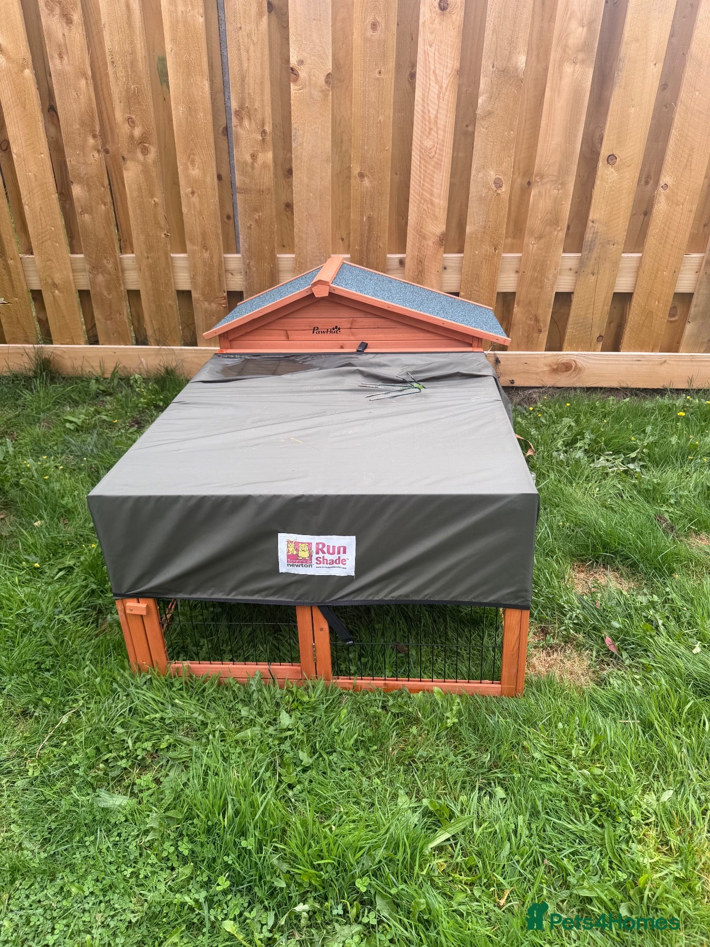Guinea Pig rodents for sale: Male guinea pigs & hutch  - Advert 3