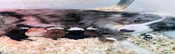 Border Collie dogs for sale: Stubleywood Border Collies - Advert 2