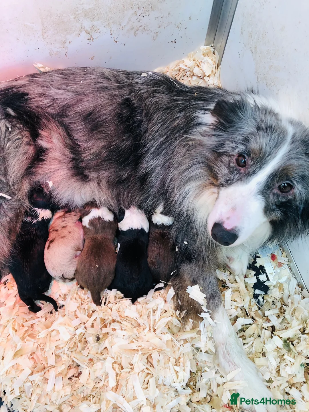 Border Collie dogs for sale: Stubleywood Border Collies - Advert 2