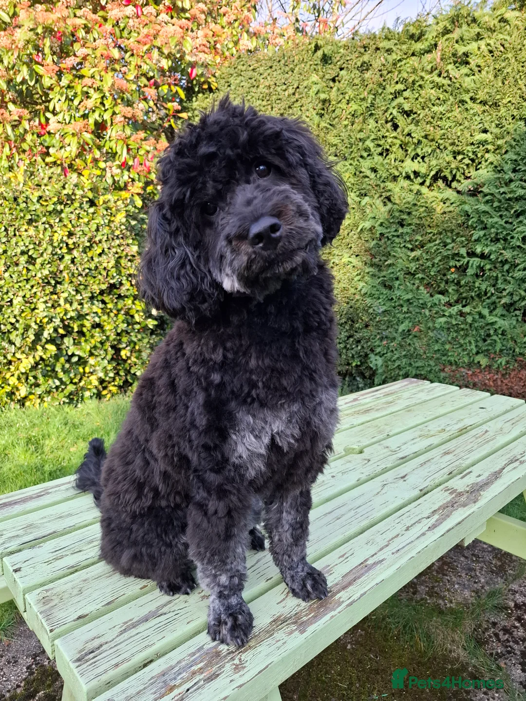 Cavapoo dogs for sale: Beautiful F1 Cavapoo Boy in Dorchester - Advert 2