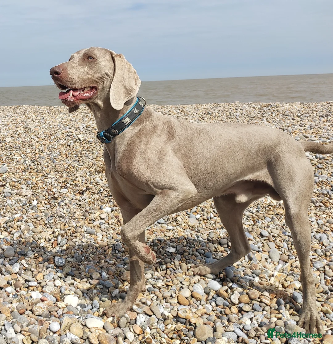 Weimaraner dogs for stud:  KC reg health tested Hipscored stud in Woodbridge - Advert 23