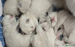 Siberian cats for sale: 🐱 Siberian neva masquerade kittens 🐱 - Image 1