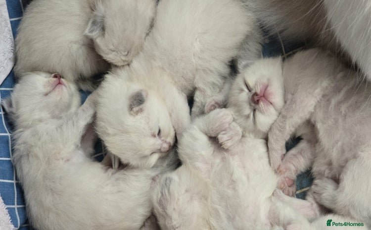 Siberian cats - Advert 1