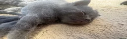Mixed Breed cats for sale: Grey kittens  - Advert 10
