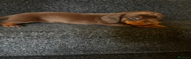 Dachshund Puppy 2