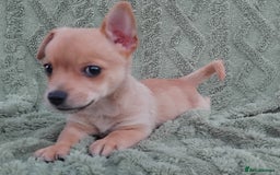 Chiweenie dogs for sale: Chiweenie - Image 3