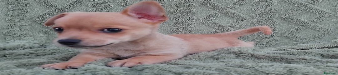 Chiweenie Puppy 1