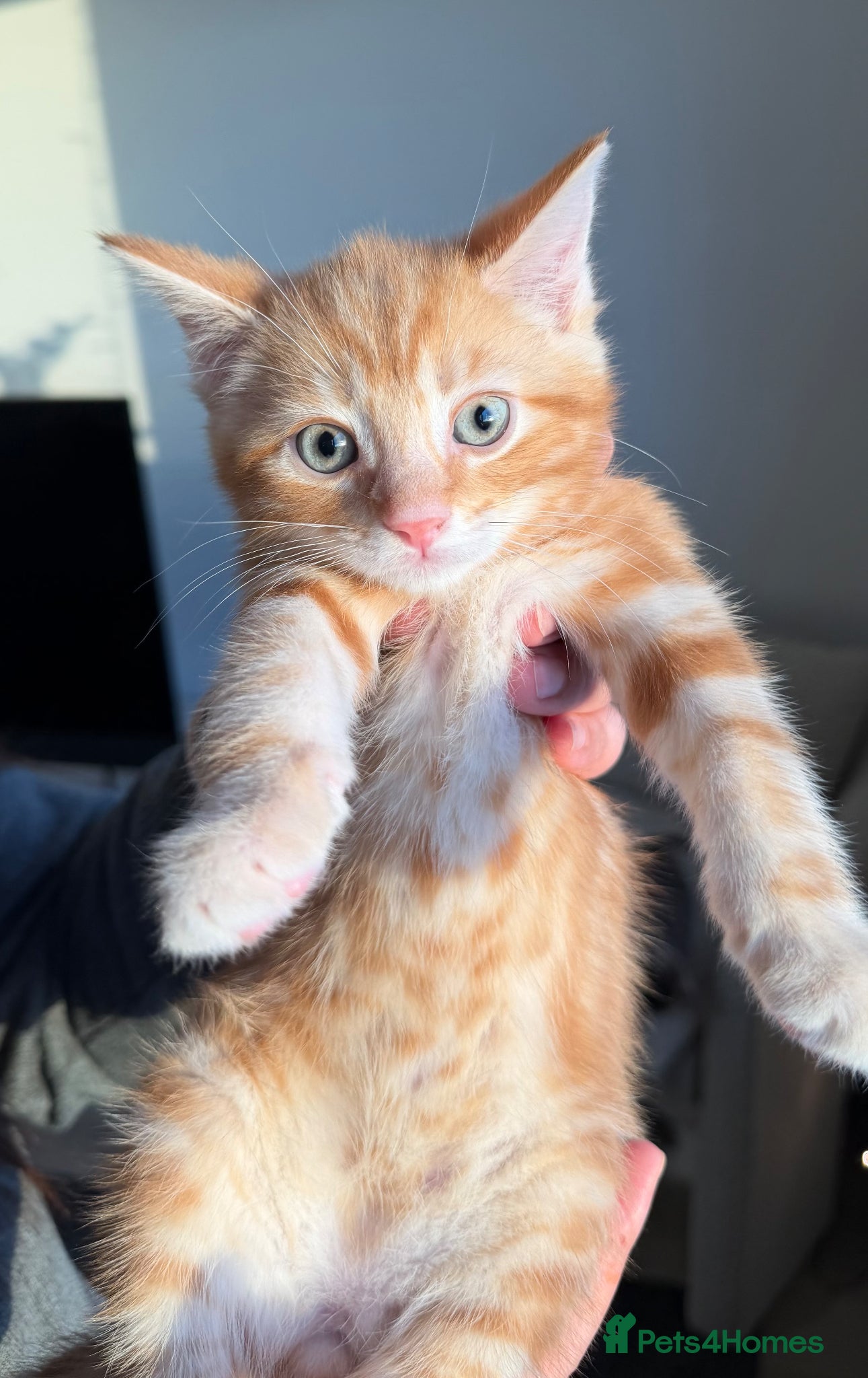 Siamese cats Beautiful Siamese Mix Kittens  - Advert 3